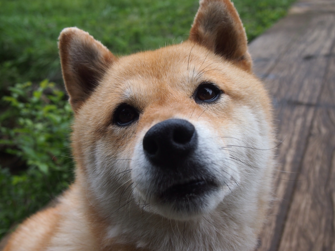 澳洲球队夺冠在望,队员表现优异,澳洲联赛水平