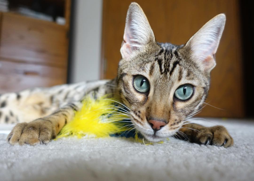 德甲球队在高强度对抗中体能衰减与失误率相关性研究,德甲体能测试