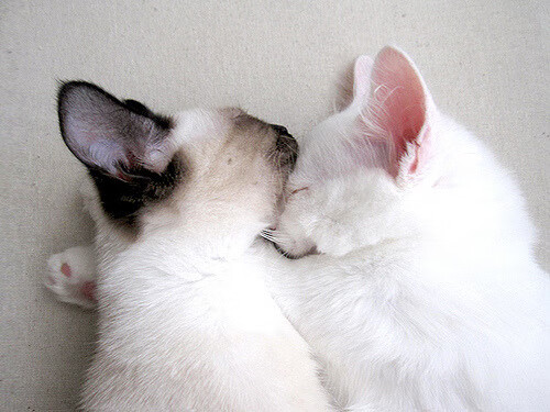 篮球运动员训练负荷科学管理研究,篮球课运动负荷