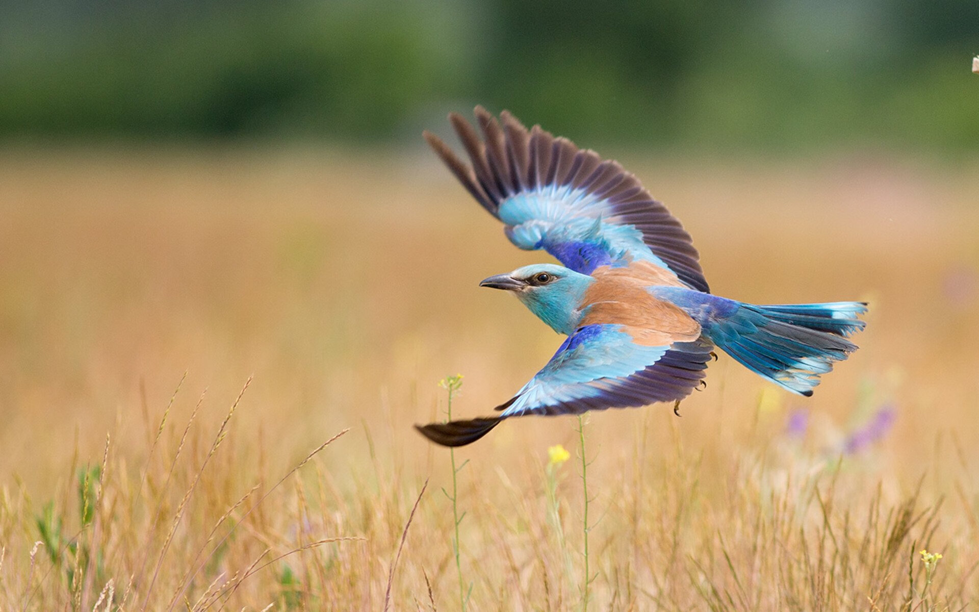 爱游戏娱乐-“舞步疾风，挑战极限！金牛区城北体育馆成全球运动舞蹈高手的竞技舞台”