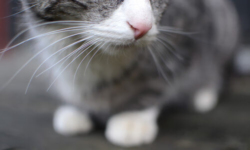 中国男篮建立长周期备战机制，中国男篮多久打比赛