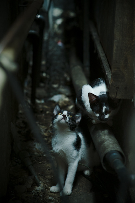 体育新闻中心发布新兴体育项目传播策略白皮书,体育传播活动中新媒体使用情况调查报告