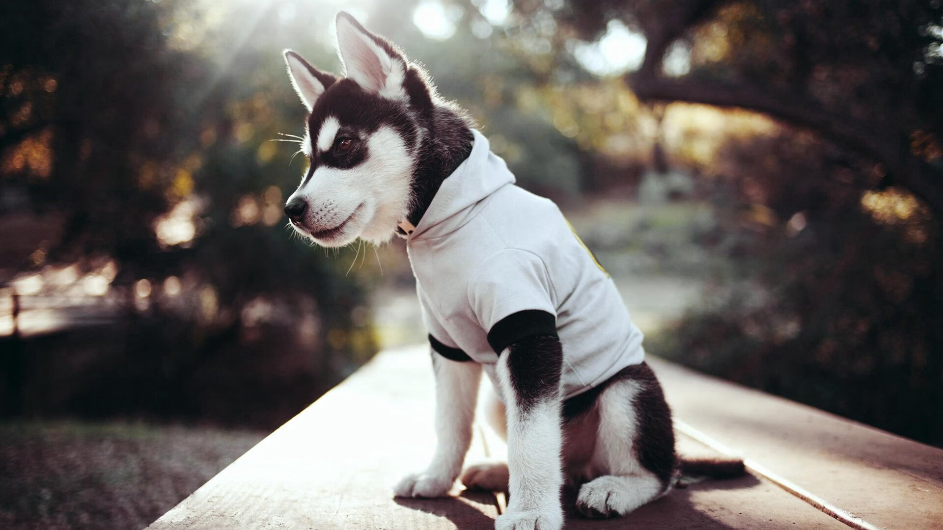 爱游戏娱乐平台-体育评论如何看待体育精神与商业化的碰撞，体育评论如何看待体育精神与商业化的碰撞