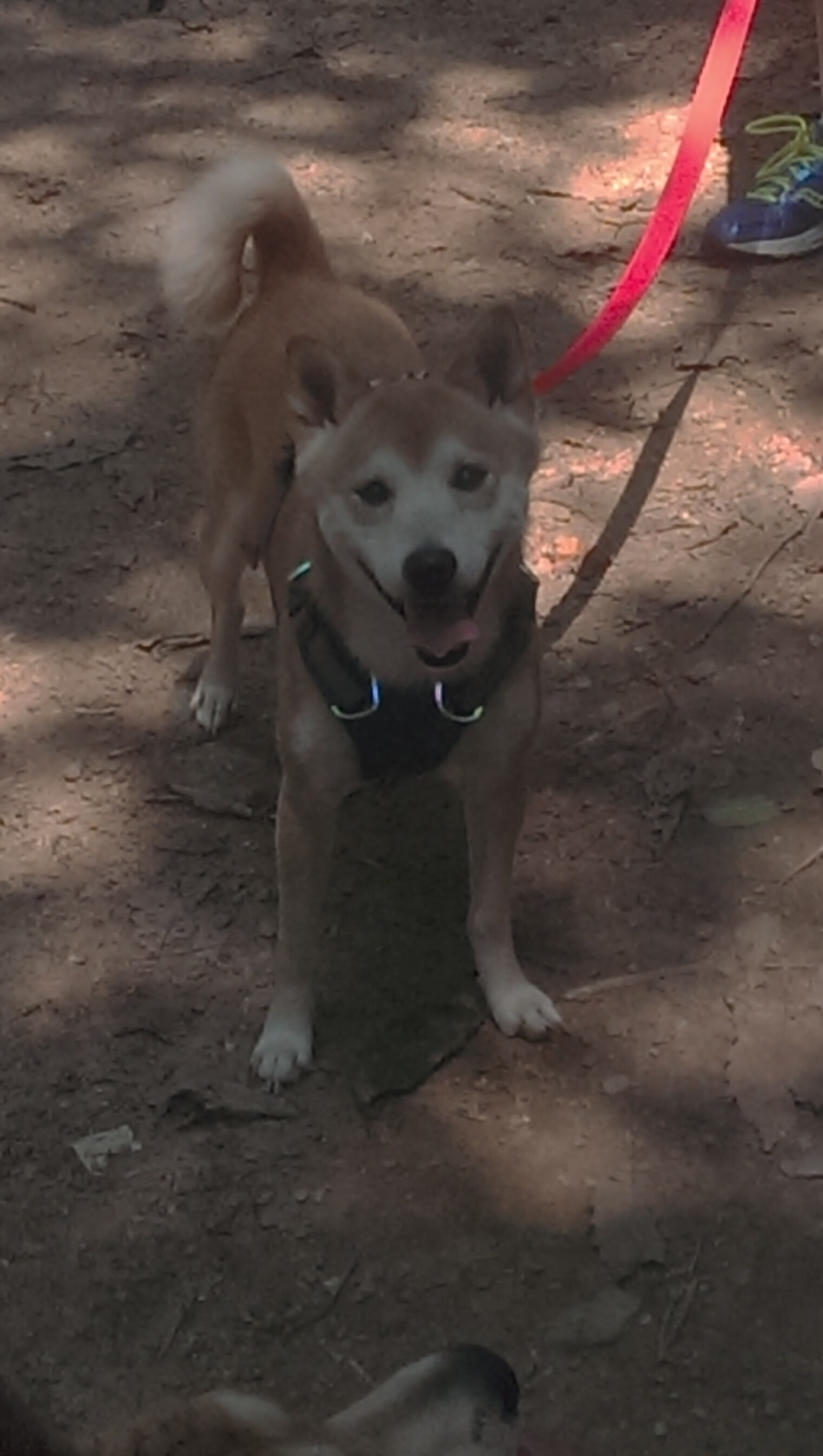 压迫式防守如何制造对手失误,足球比赛压迫式防守特点