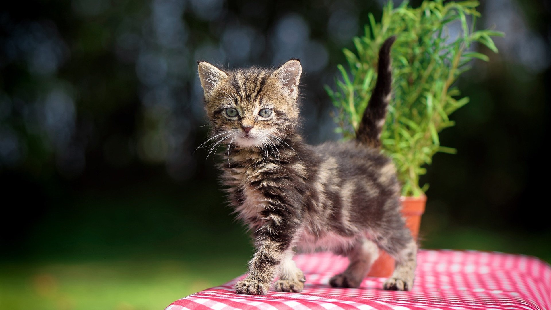埃及队未来发展：从国内赛事到世界顶级竞技平台，埃及队怎么样