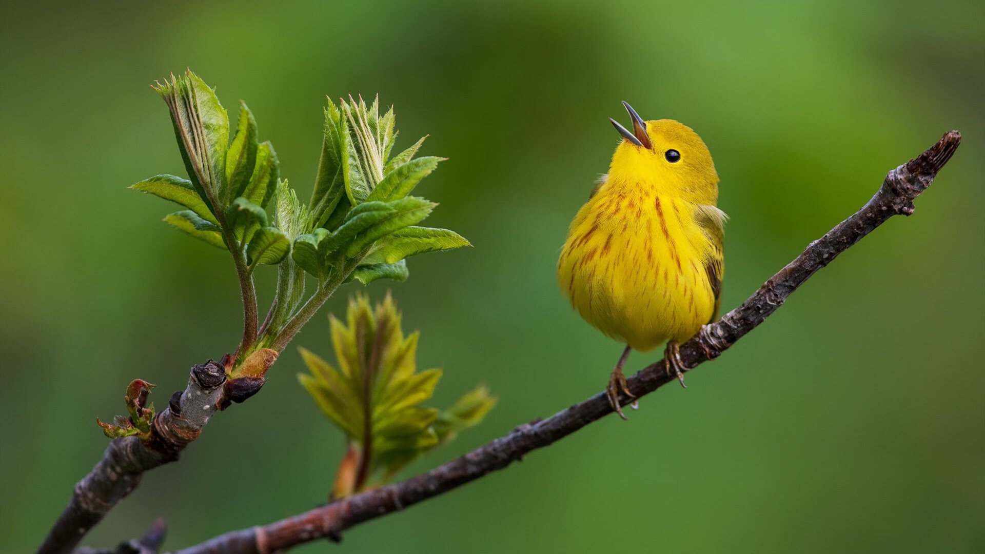 张雨霏领衔接力 中国蝶泳段再立功,张雨霏蝶泳最好成绩