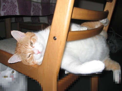 未来展望:德国队在国际乒联混合团体世界杯中的发展目标与任务