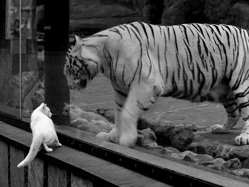 转换进攻节奏断裂是否会导致进攻浪费,转换进攻是什么意思