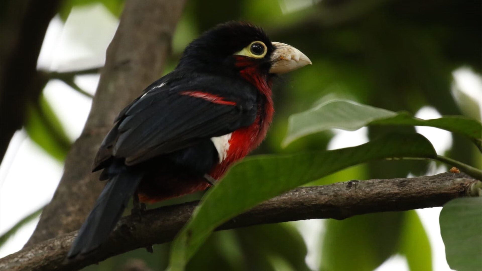 逼抢成功率提升至78%，转化效能提升，转化抢劫的条件有哪些