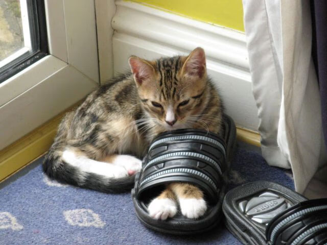 马赛双中场组合稳固中路屏障,马赛联赛