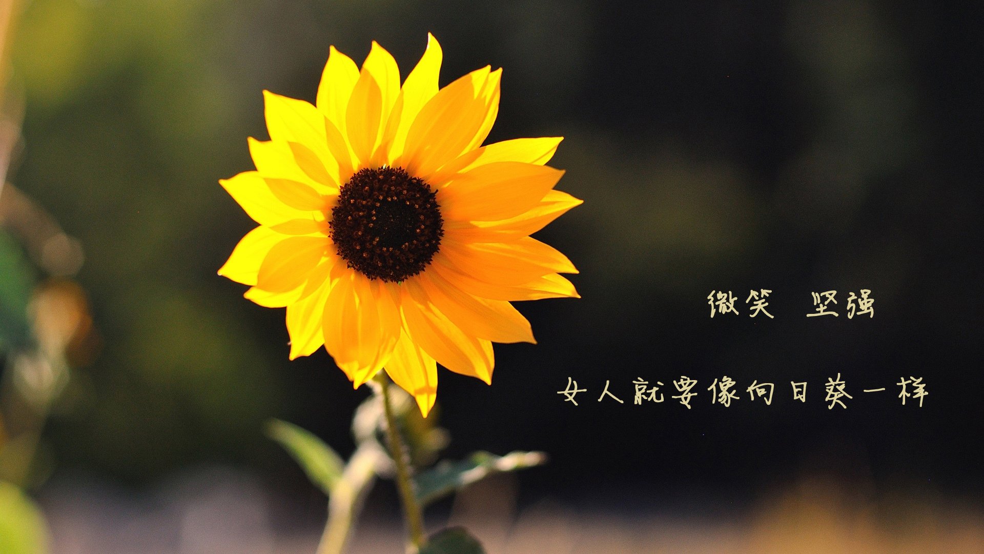 卢森堡男篮在欧洲预赛中爆出冷门,迈向国际舞台