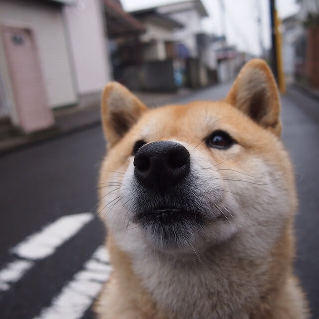 爱游戏官网-塔特成为袋鼠队的关键球员，展现卓越球技与领导力，袋鼠托特包有几个版本
