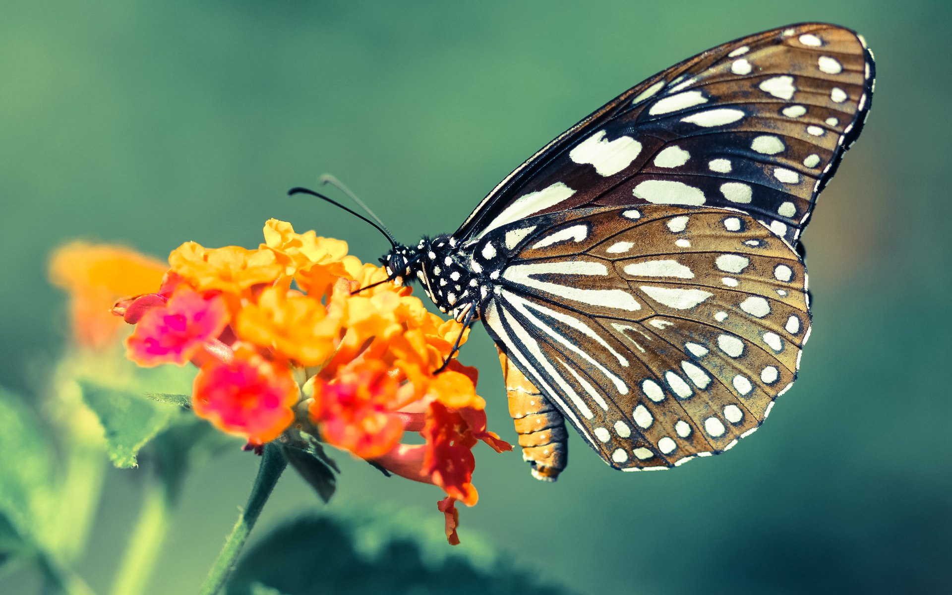 爱游戏电竞-查默斯冲刺阶段技压群雄，查尔莫斯得分