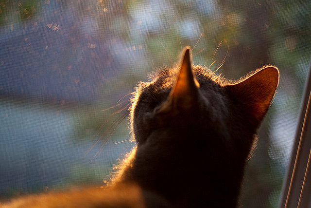 欧洲杯战术创新:变化多端的布局折服众人,欧洲杯战术分析