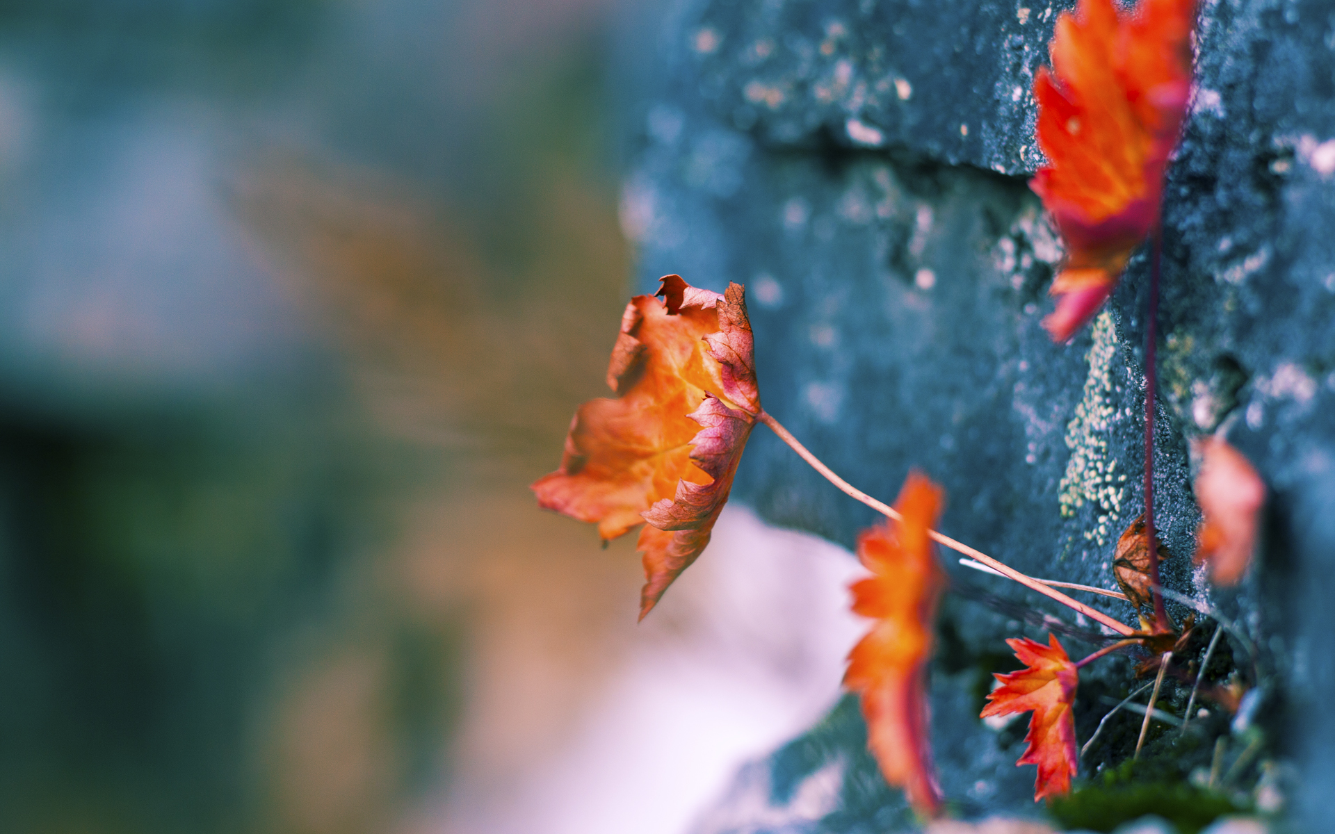 爱游戏app-法甲新星崭露头角：未来之光闪耀赛场！，足坛未来之星