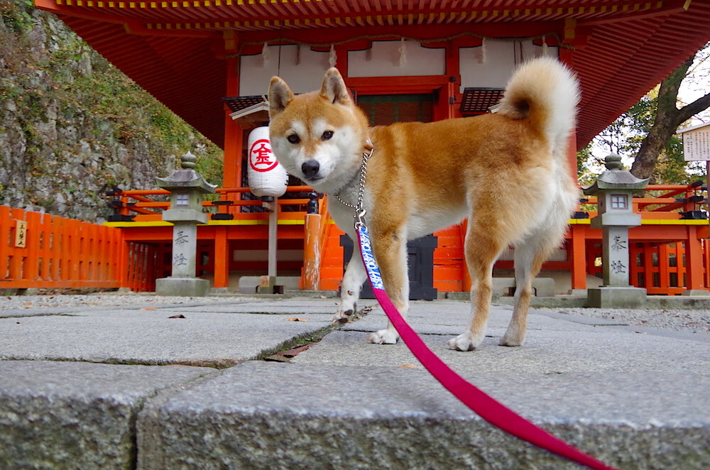 科特迪瓦男篮在非洲锦标赛中不断多点开花,升华体育精神,科特迪瓦非洲杯