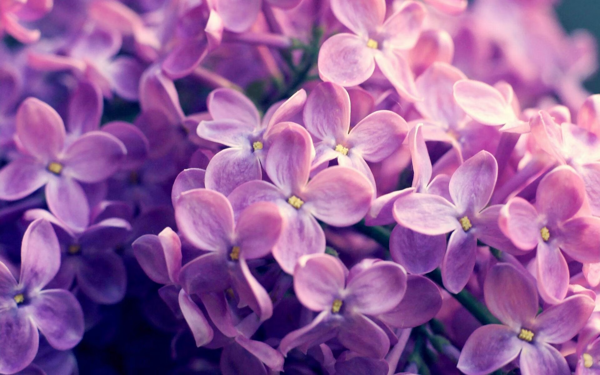 AYX GAMING-美洲杯明星闪耀：精彩突破不断刷新纪录！，美洲杯得主