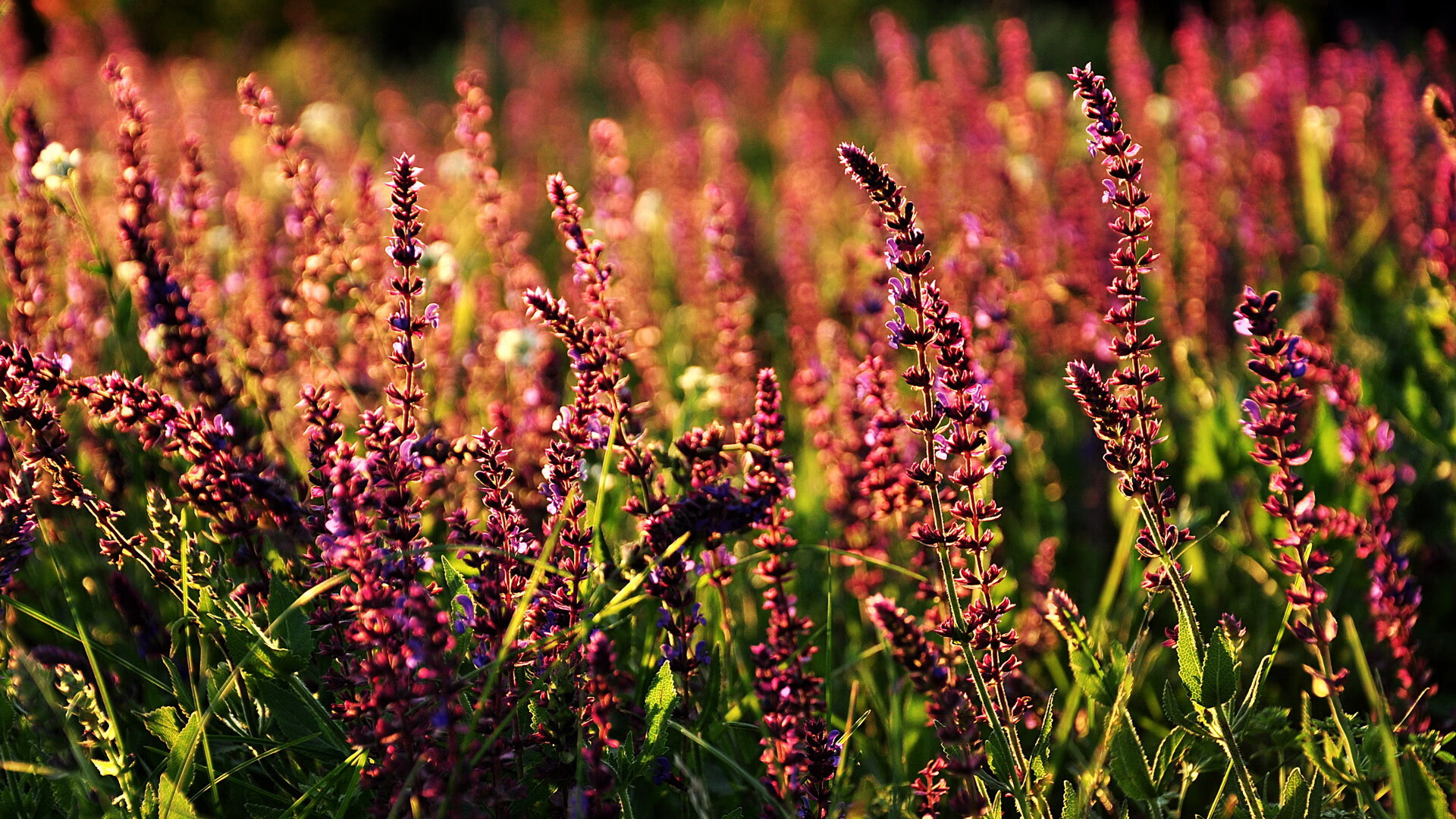 美洲杯精彩拼搏:关键一球成就胜利,美洲杯精彩吗