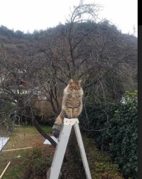 自由泳中段希腊节奏灵活,自由泳spl