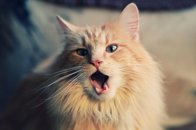 莫莉·奥卡拉汉打破沉寂再度闪耀赛场，莫利卡拉汉