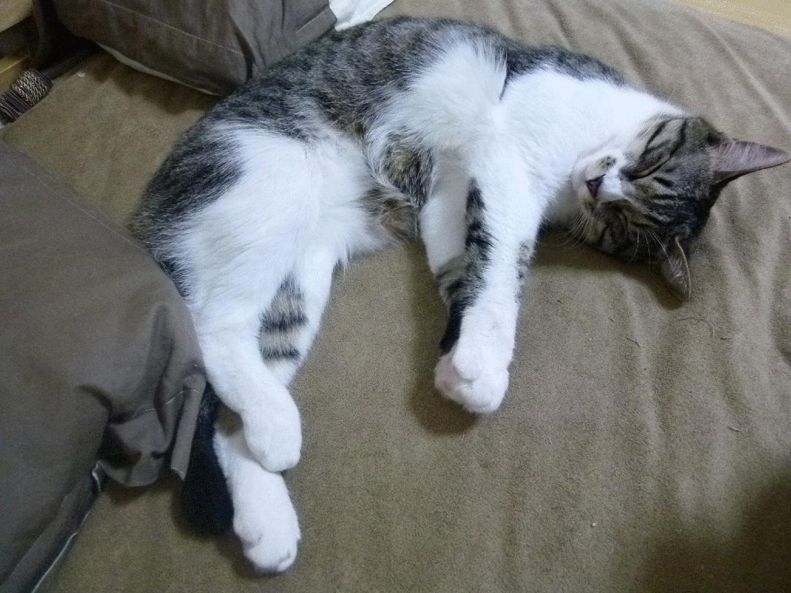 赛事背后组织团队默默付出确保每一环节有序推进