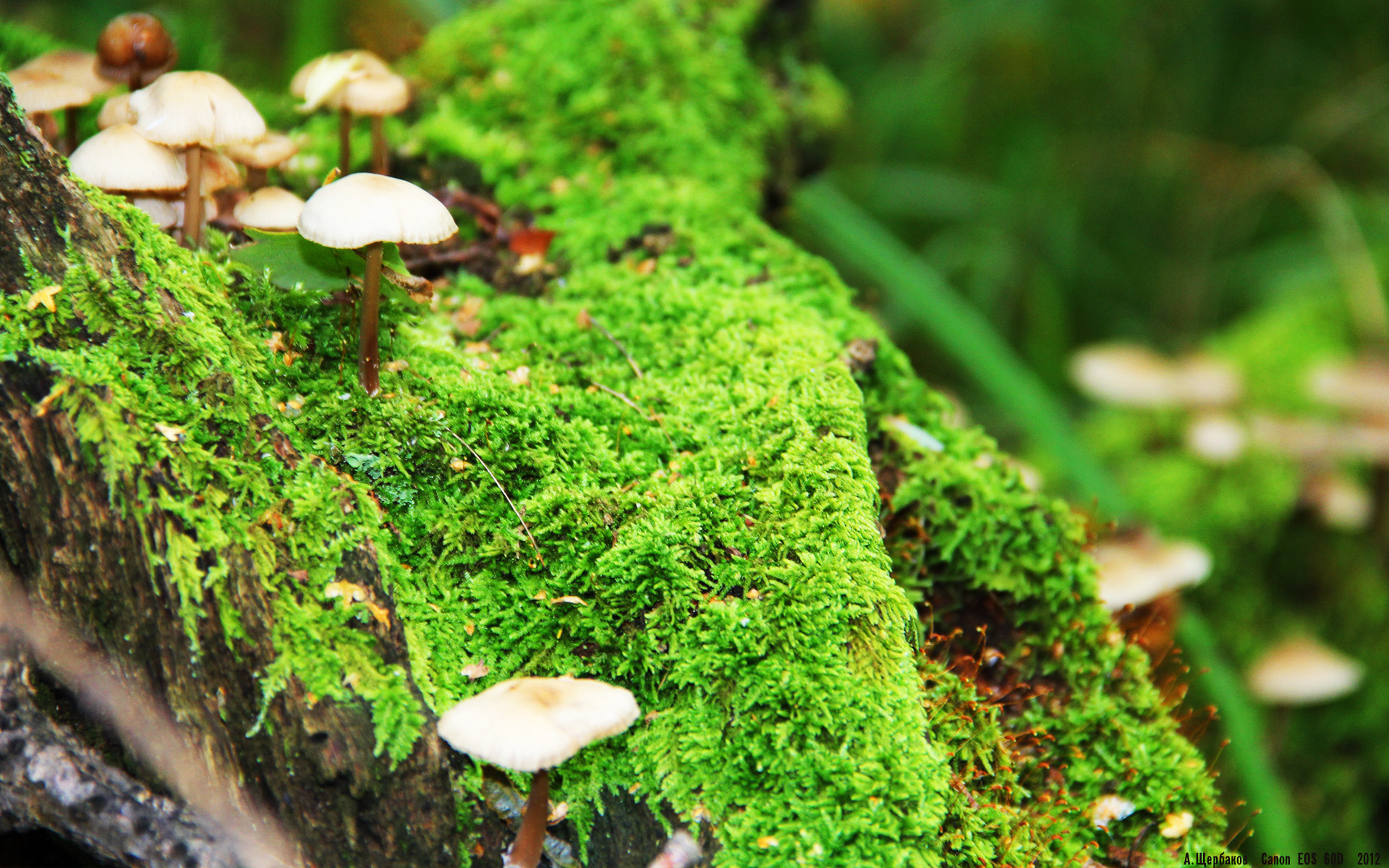 马克·阿特金森：南非队的突破大师，以速度主宰比赛，马克·阿特金斯